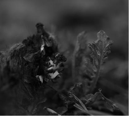 Charnia – Dageraad