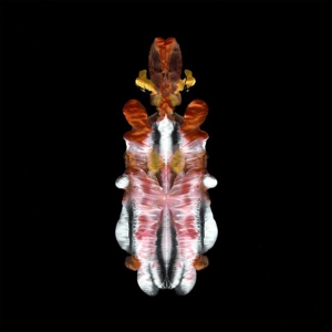 Scraps of Tape – Will To Burn