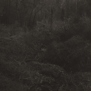 Mok, Lesley – Transient
