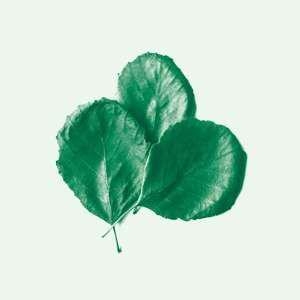 Alder Ego – Ii