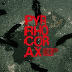 Crawling Crows – Pyrrhocorax