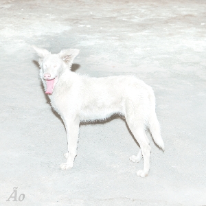 Ao – Malandra