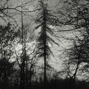 Curse All Kings – Feral Earth