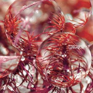 Beta Librae – Daystar