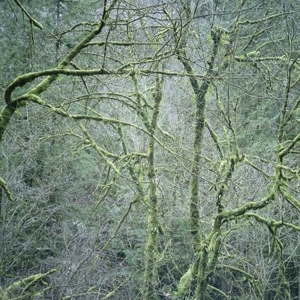 Six Organs of Admittance – Dust & Chimes