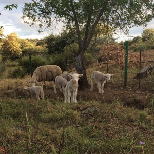 Foster, Josephine – No Harm Done