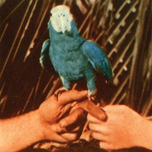 Bird, Andrew – Are You Serious