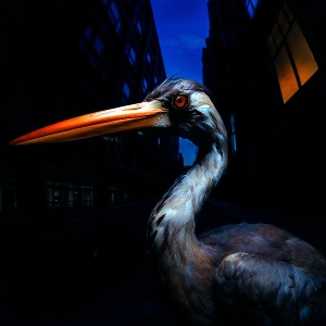 Szmierek, Antony – Decoding Birdsong