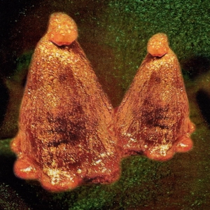 Black To Comm – Oocyte Oil & Stolen Androgens