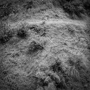 Tivel, Anna – Animal Poem