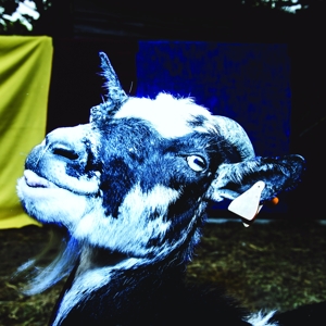 Barely Autumn – Day Trip To the Petting Zoo