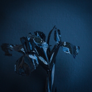 A Swarm of the Sun – Rifts