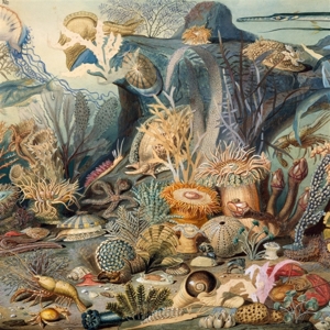 Chypho – Episodes In Oceanography, Vol. 2