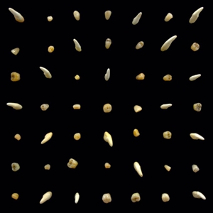Clipping. – Visions of Bodies Being Burned
