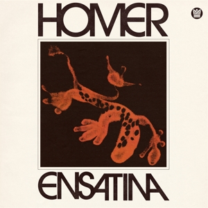 Homer – Ensatina