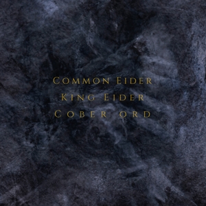 Common Eider, King Eider & Cober Ord – Palimpseste
