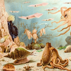 Chypho – Episodes In Oceanography, Vol. 1