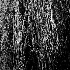 Merzbow & Eraldo Bernocchi & Igor Cavalera – Nocturnal Rainforest